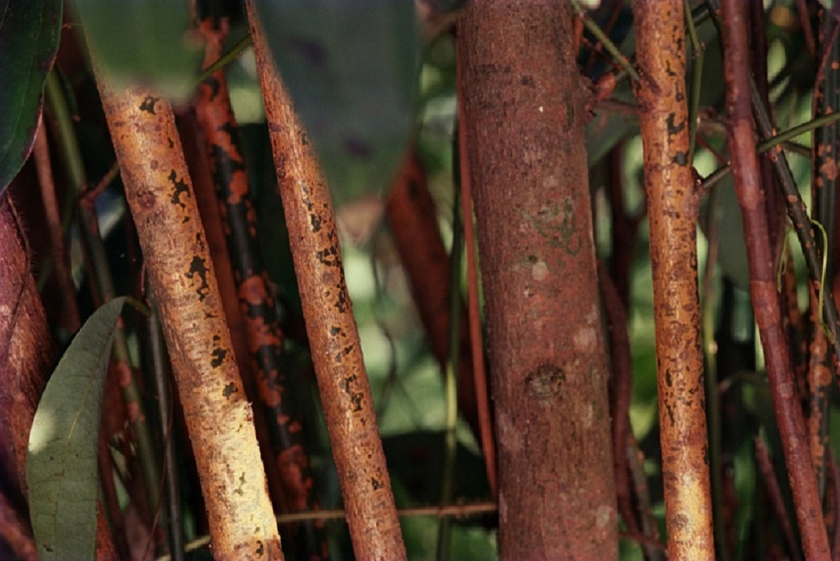 Cinnamon Bark Essential Oil (Madagascar)